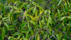 Coptosperma supra-axillare