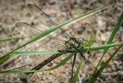 Arigomphus cornutus