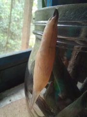 Eryphanis