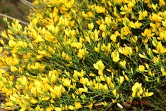 Genista jimenezii