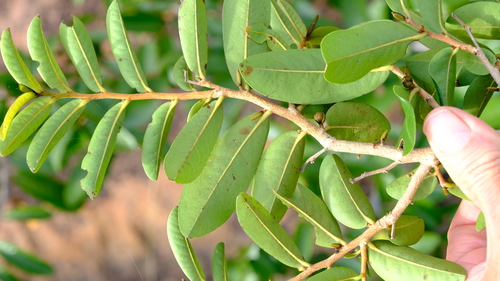 African Trumpet Tree