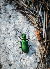 Cicindela denikei