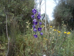 Delphinium pentagynum
