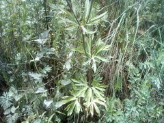 Delphinium pentagynum