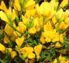 Genista jimenezii