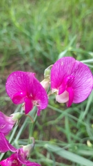 Lathyrus clymenum