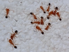 Trichomyrmex destructor