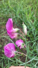 Lathyrus clymenum