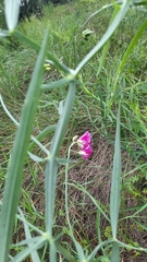 Lathyrus clymenum