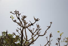 Cussonia arborea