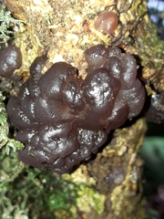 Exidia novozealandica