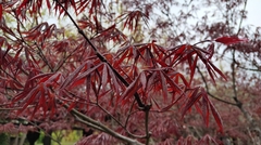Acer palmatum