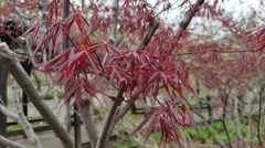 Acer palmatum