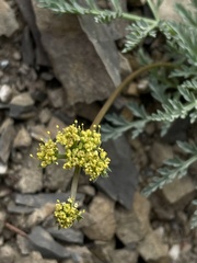 Lomatium observatorium
