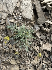 Lomatium observatorium