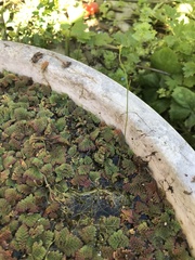 Utricularia australis