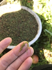 Utricularia australis