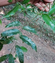 Hopea