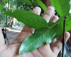 Hopea