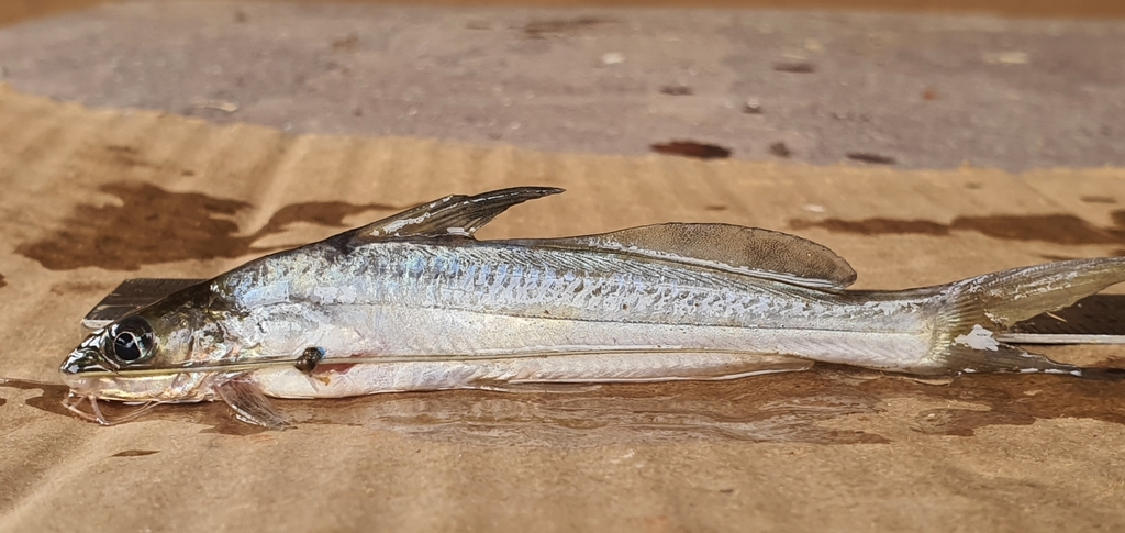 Gangetic mystus (Mystus cavasius) — Bagridae