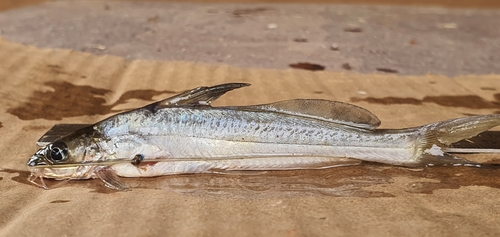 Gangetic mystus (Mystus cavasius) — Bagridae