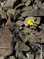 Leptosyne hamiltonii