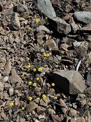 Leptosyne hamiltonii