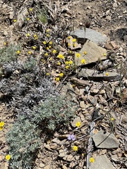 Leptosyne hamiltonii