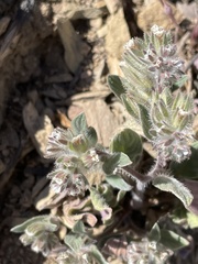 Phacelia phacelioides