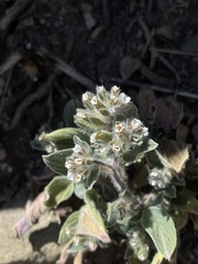 Phacelia phacelioides