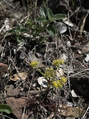 Sanicula saxatilis