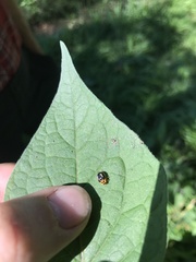 Harmonia antipoda