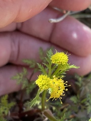 Sanicula saxatilis