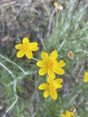 Eriophyllum jepsonii