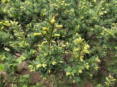 Abies holophylla