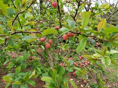 Chaenomeles speciosa