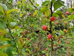 Chaenomeles speciosa