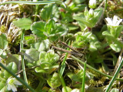 Neides tipularius