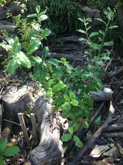 Pittosporum ralphii