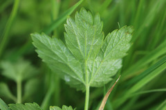 Pimpinella major