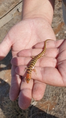 Eremiascincus richardsonii