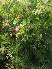 Vicia sativa