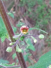Scrophularia scorodonia