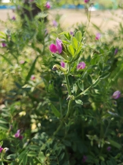 Vicia sativa
