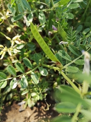 Vicia sativa