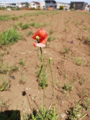 Papaver dubium