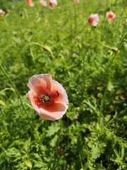 Papaver dubium