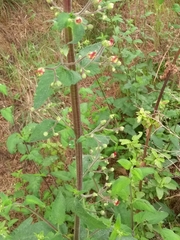 Scrophularia scorodonia