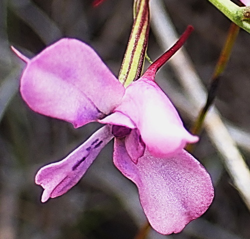 Image of Disa arida by no rights reserved