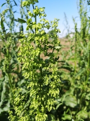 Rumex